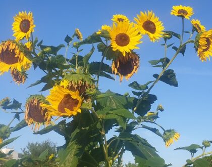 Summer Melancholy or Autumn Inspiration?